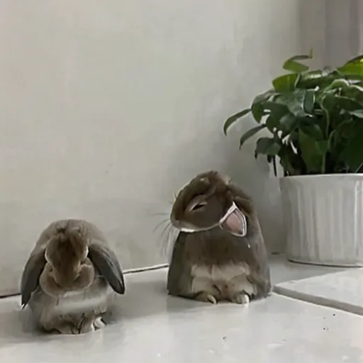 Generated Cookie Image